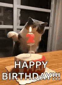Cat blowing out birthday candle knadz1bozxlhsd7q