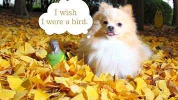 I wish I were a bird 3570634232