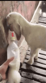 Goat milk