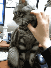 Cats pet