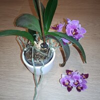 IMG_20260523_203711107.jpg