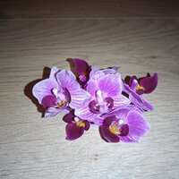 IMG_20260523_203758852.jpg