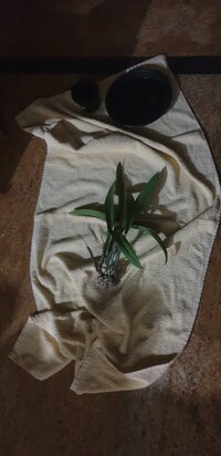 IMG 4307