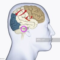 Medula