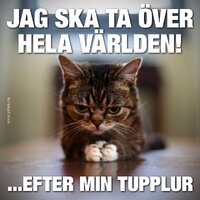 Hr r ngra roliga katter v0 4r5c0lnlw1u51