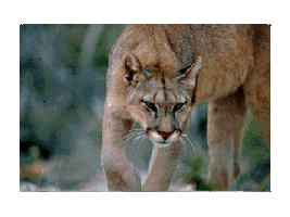 GIF Bild