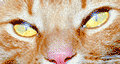 GIF Bild