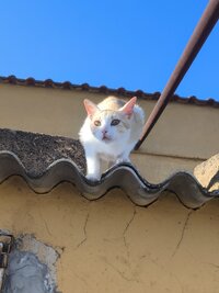 IMG_20260617_185419.jpg