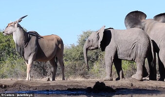 Giant eland 2cleaned