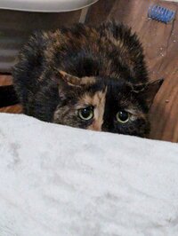 Midna