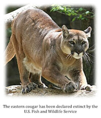 Cougar