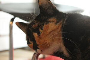 Meowmeow