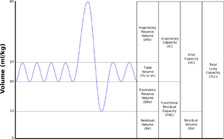 LungVolumes