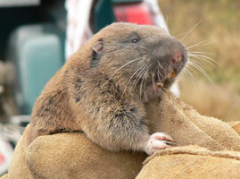 Mazama pocket gopher
