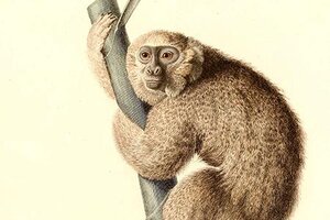 Jamaican monkey081117