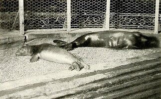 Caribbean monk seals New York