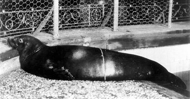 Cms newyorkzoologicalsociety1910