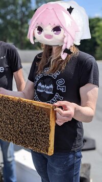 BEES